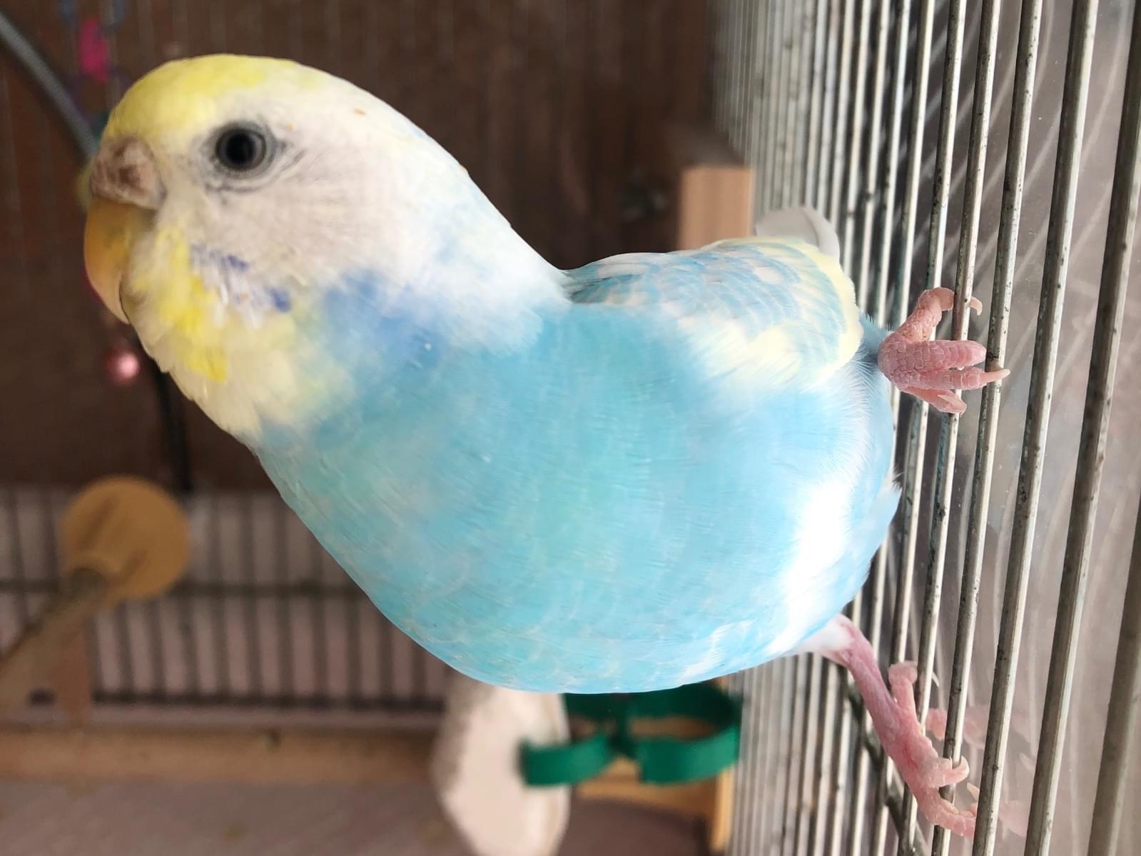 ピッピちゃん