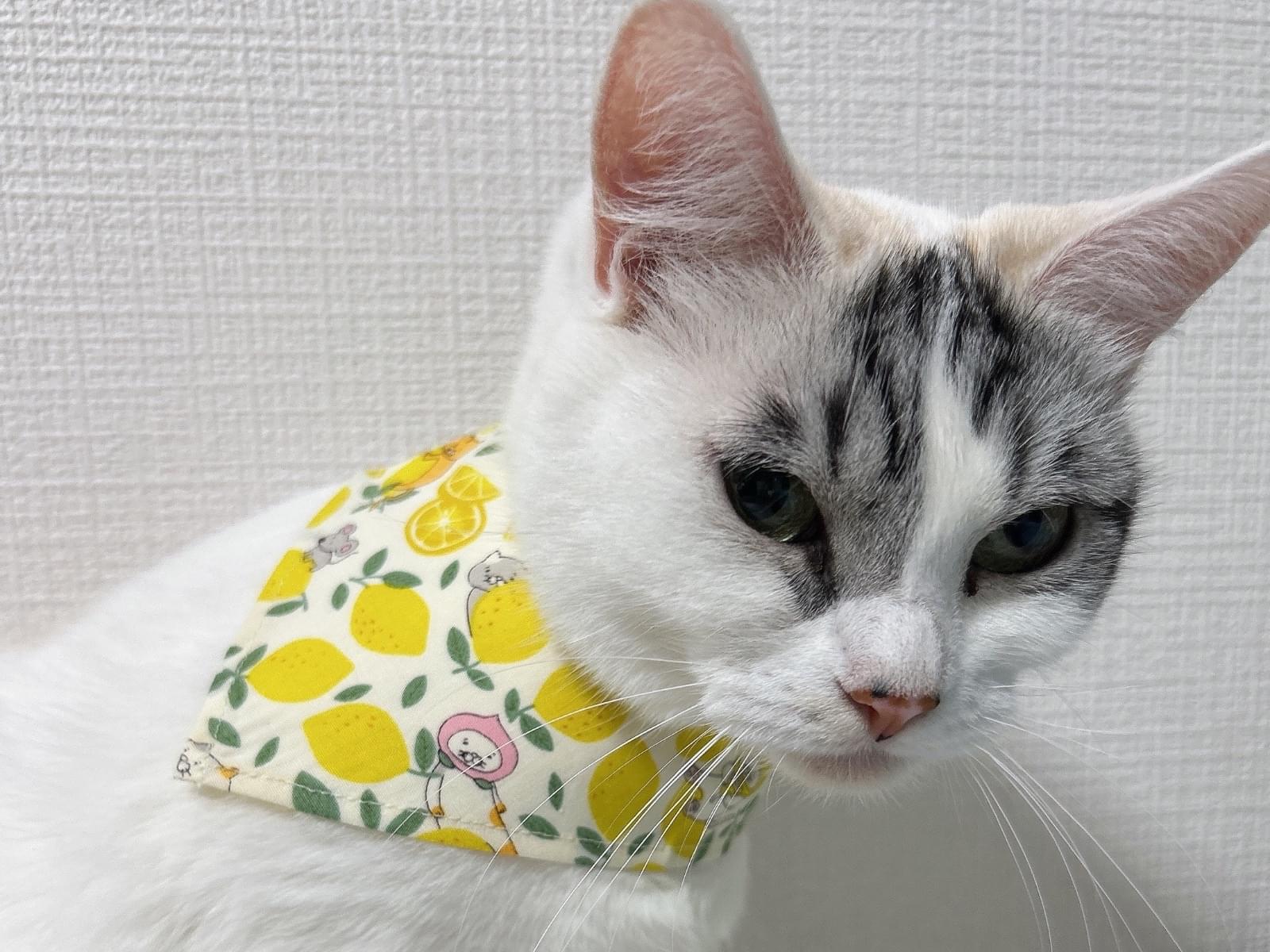 トアちゃん トアちゃん