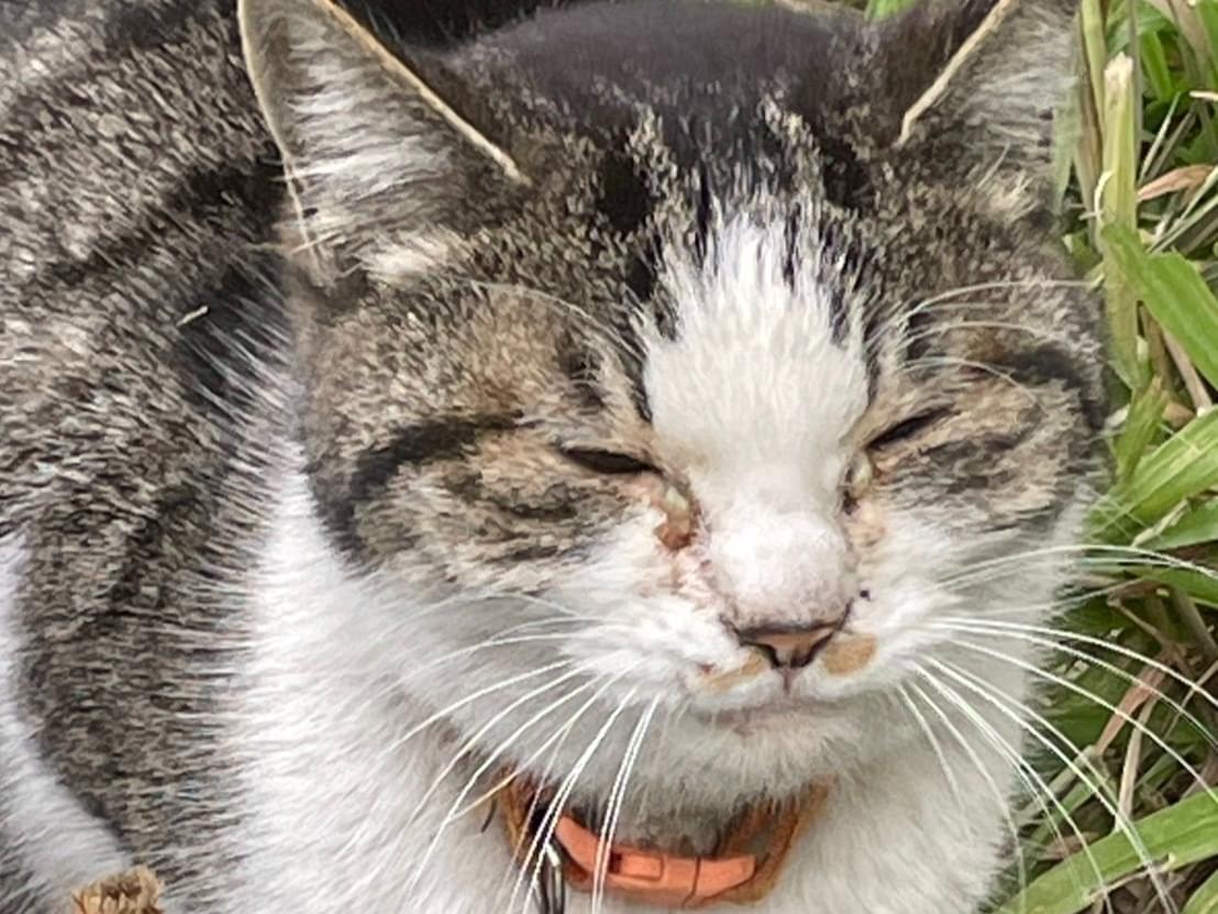 目撃された猫 目撃された猫