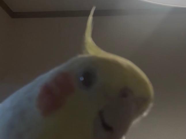 ピピクルちゃん