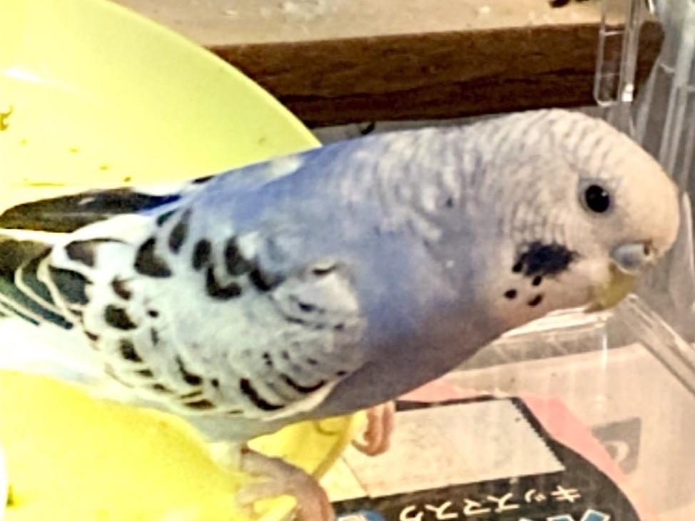 ズッキちゃん ズッキちゃん