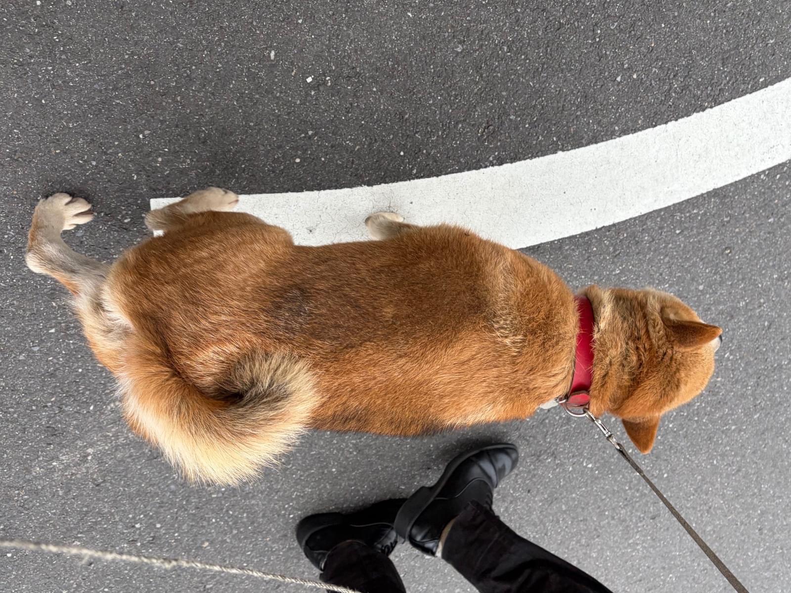 保護された犬 保護された犬