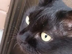 白髪が多めのお婆ちゃん黒猫を探してます