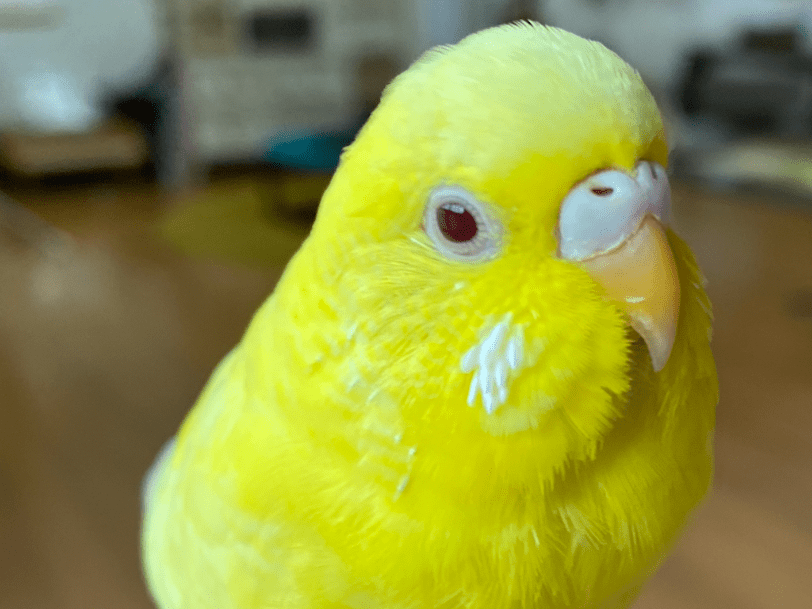 サクちゃん サクちゃん