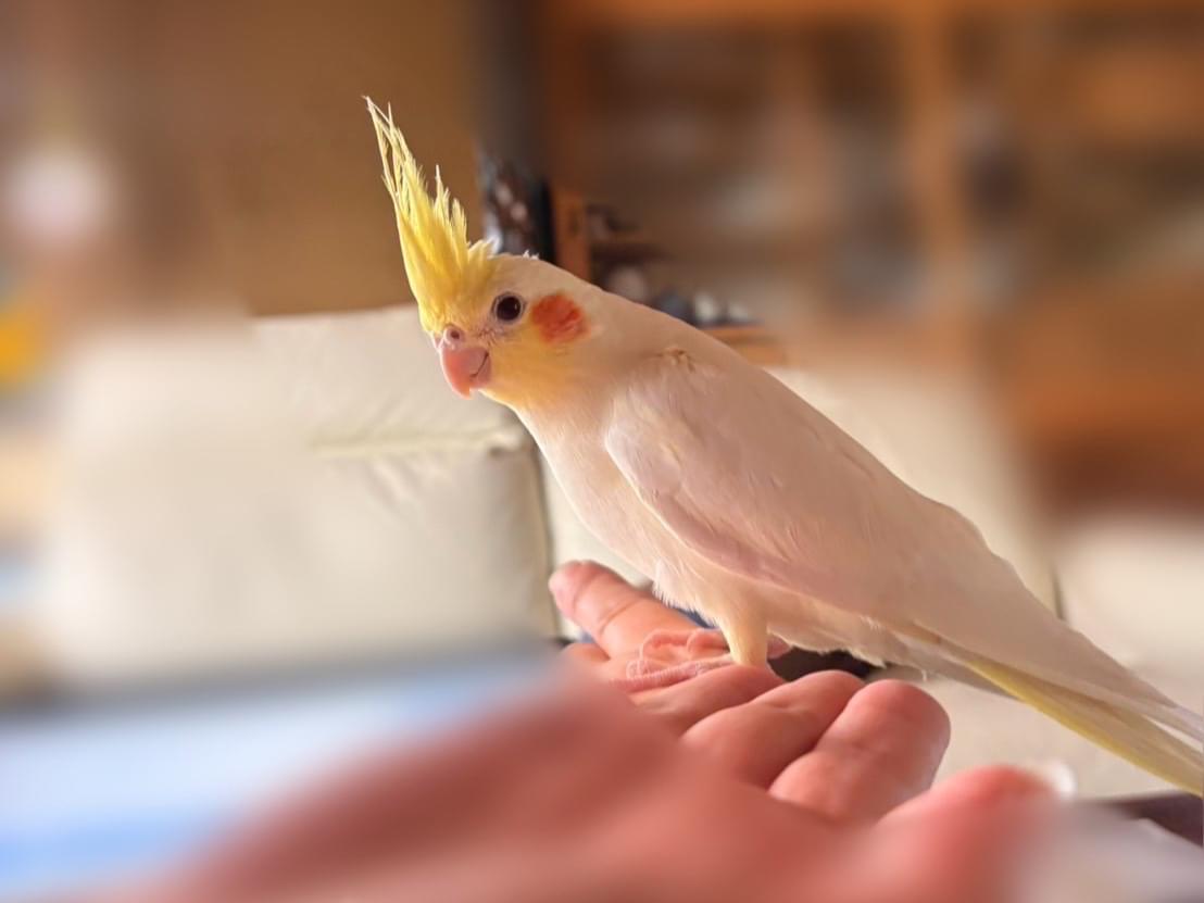 ひなちゃん