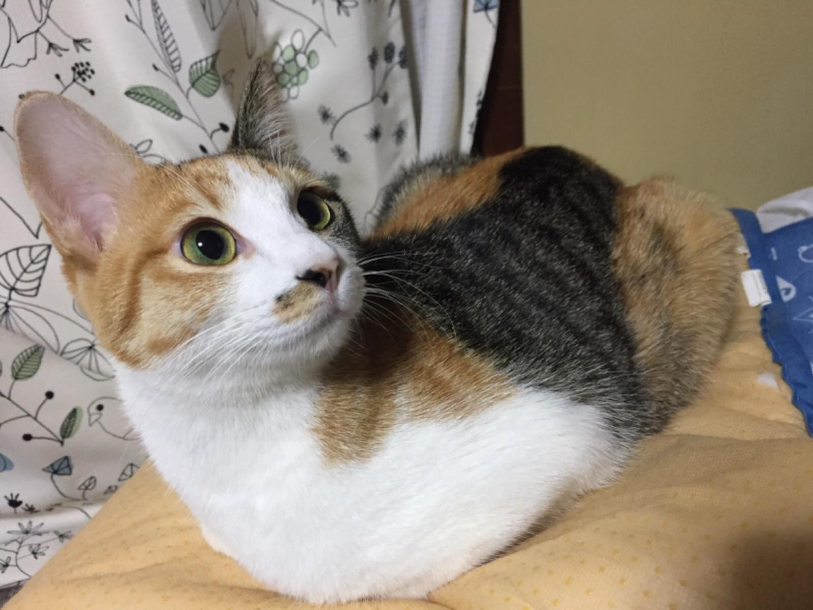 コナツちゃん コナツちゃん