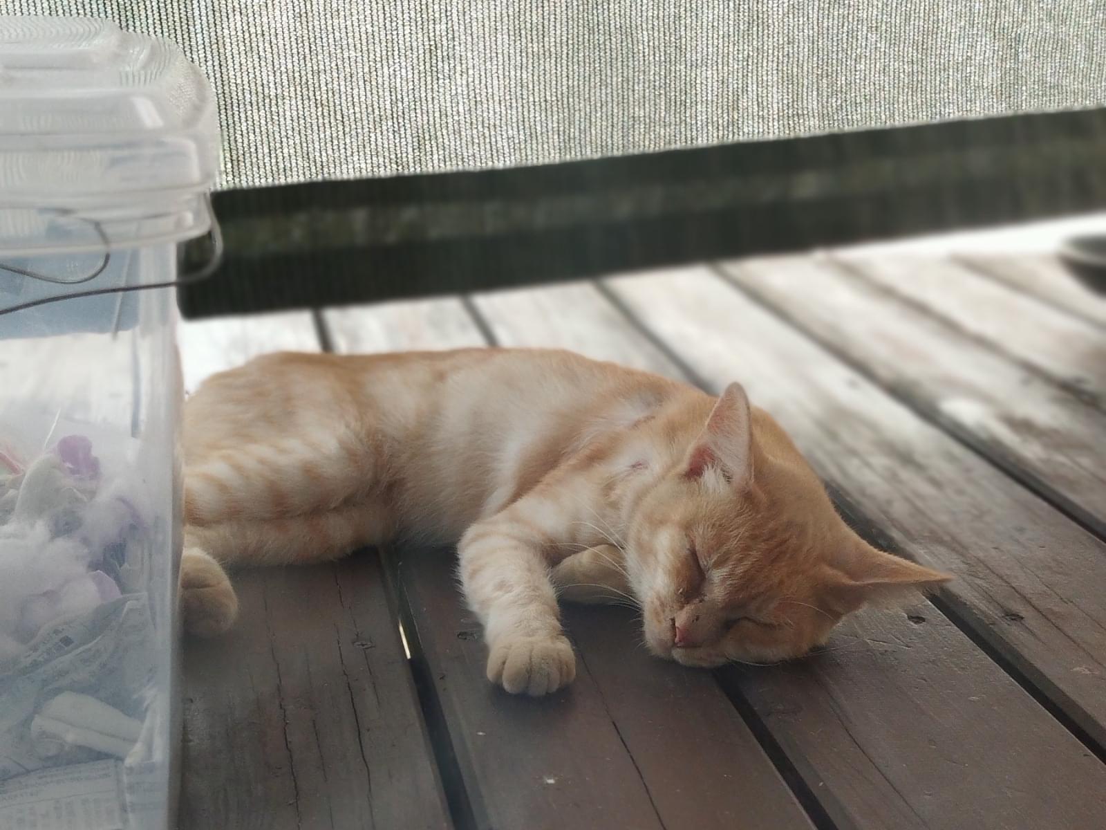 目撃された猫 目撃された猫