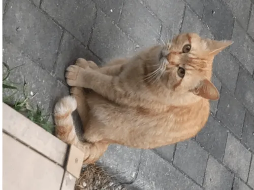 大きな茶トラ猫6歳7kg金目首輪無長い鍵しっぽ