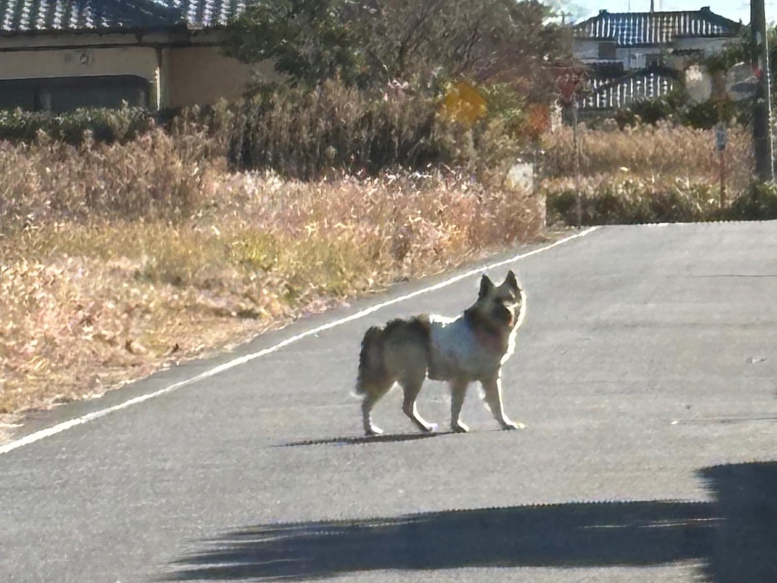 目撃された犬 目撃された犬