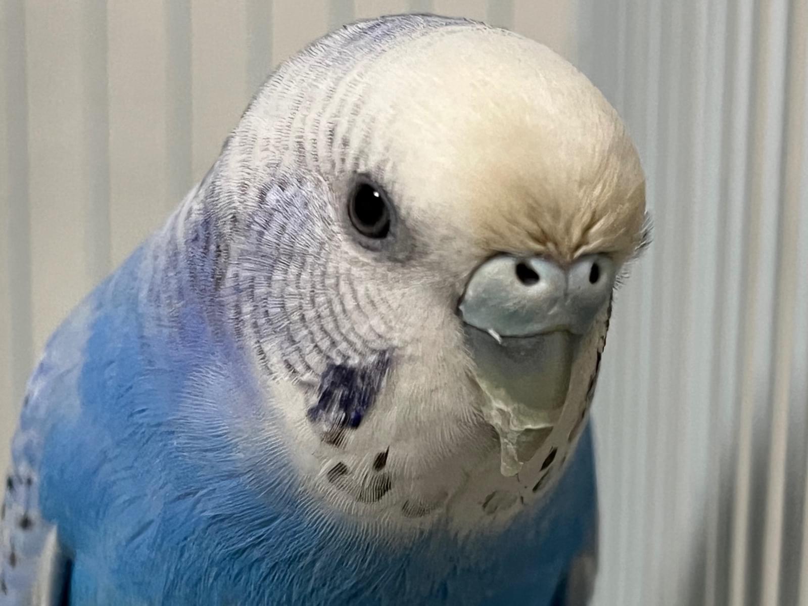 ドラちゃん ドラちゃん