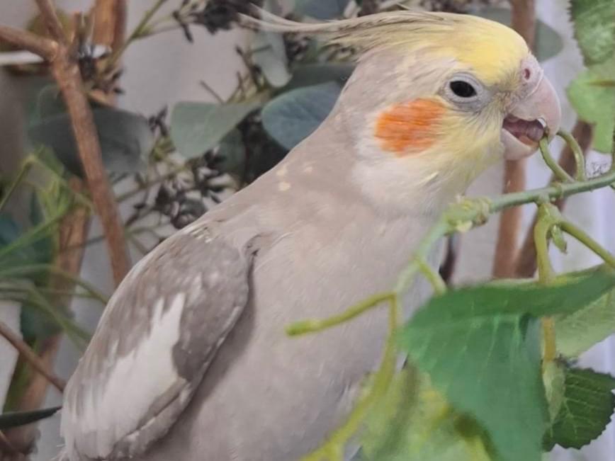 ピーちゃん ピーちゃん