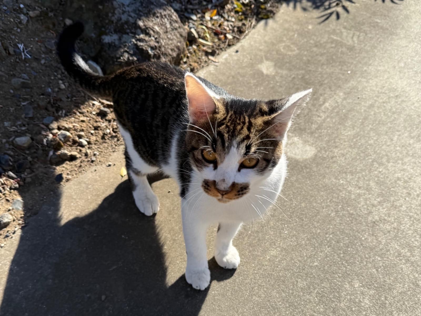目撃された猫 目撃された猫