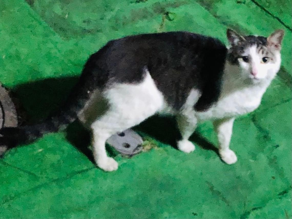 目撃された猫 目撃された猫