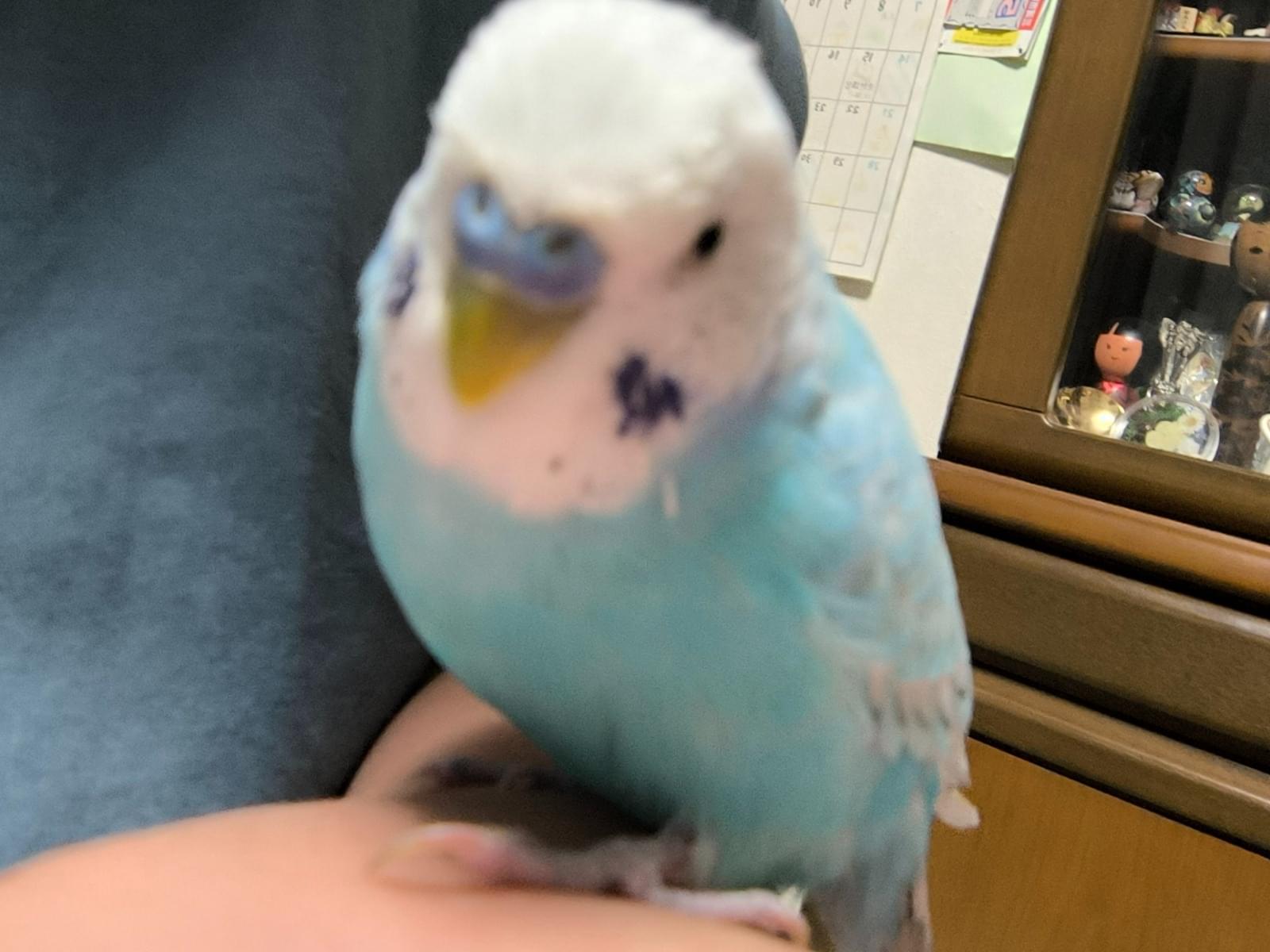 スバルちゃん