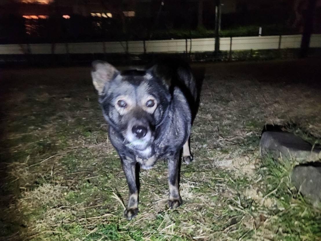 目撃された犬 目撃された犬