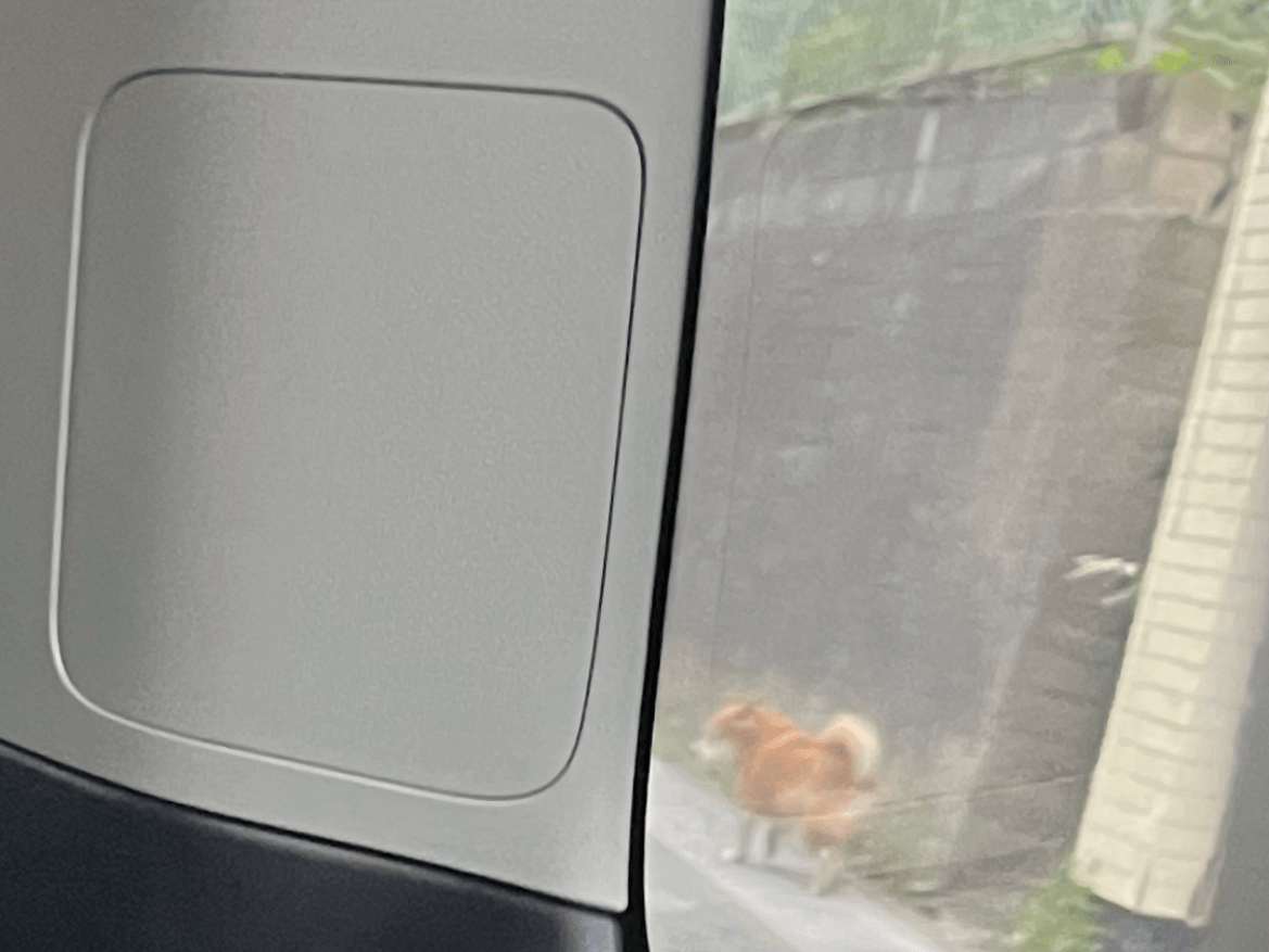 目撃された犬 目撃された犬