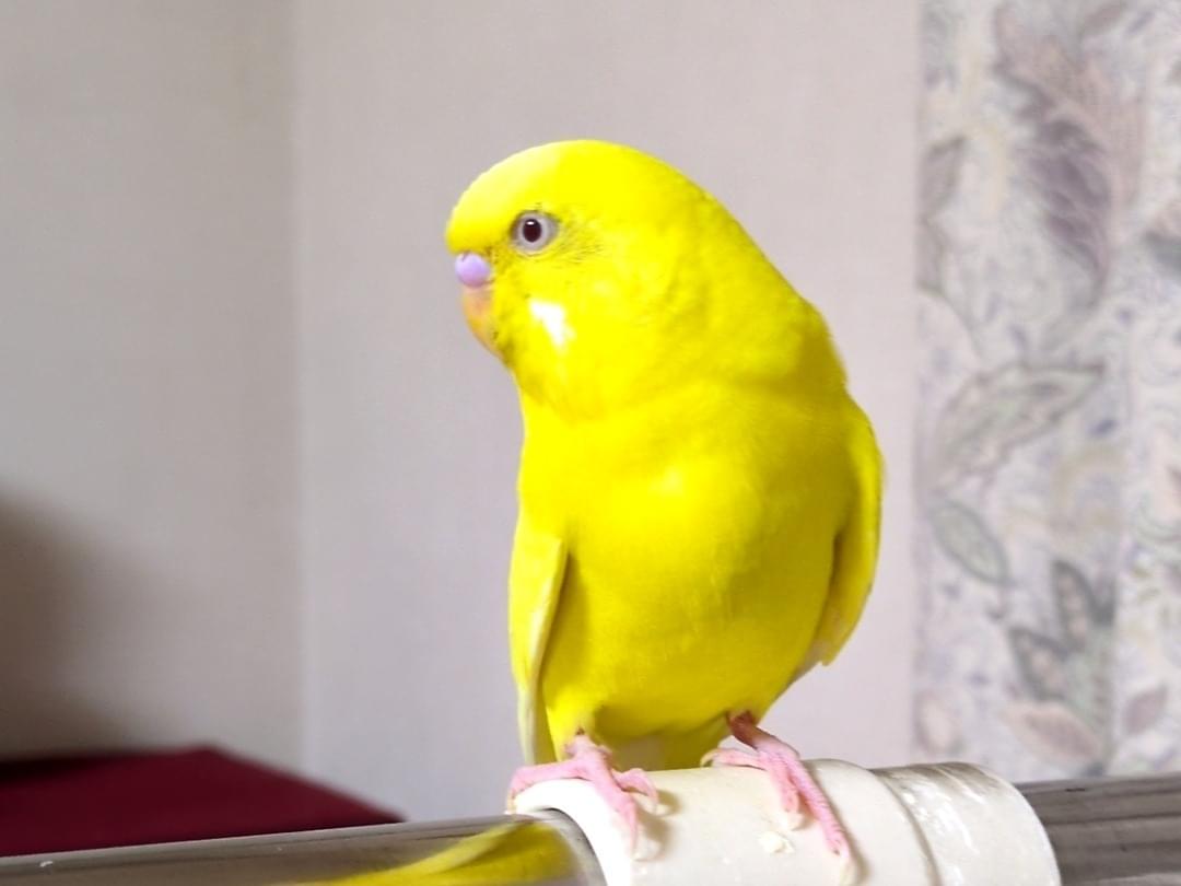 ぽぽちゃん