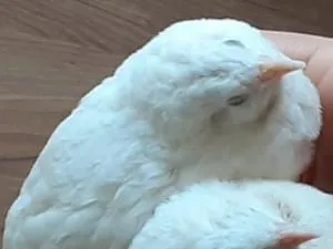 白い姫ウズラです。
