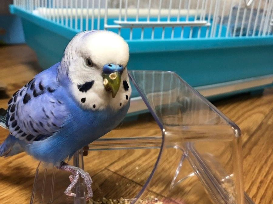 保護された鳥 保護された鳥