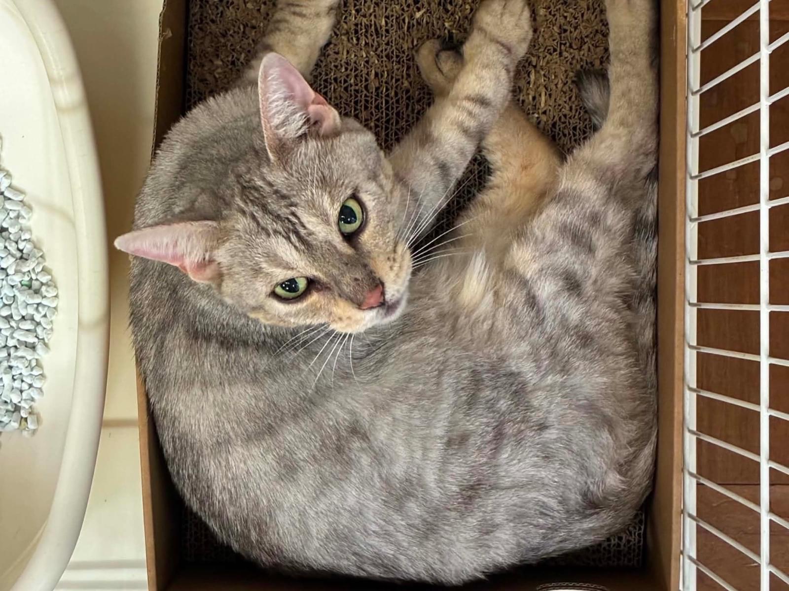 保護された猫 保護された猫