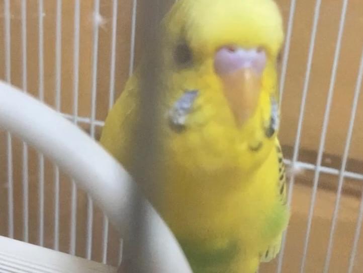 ピピちゃん ピピちゃん