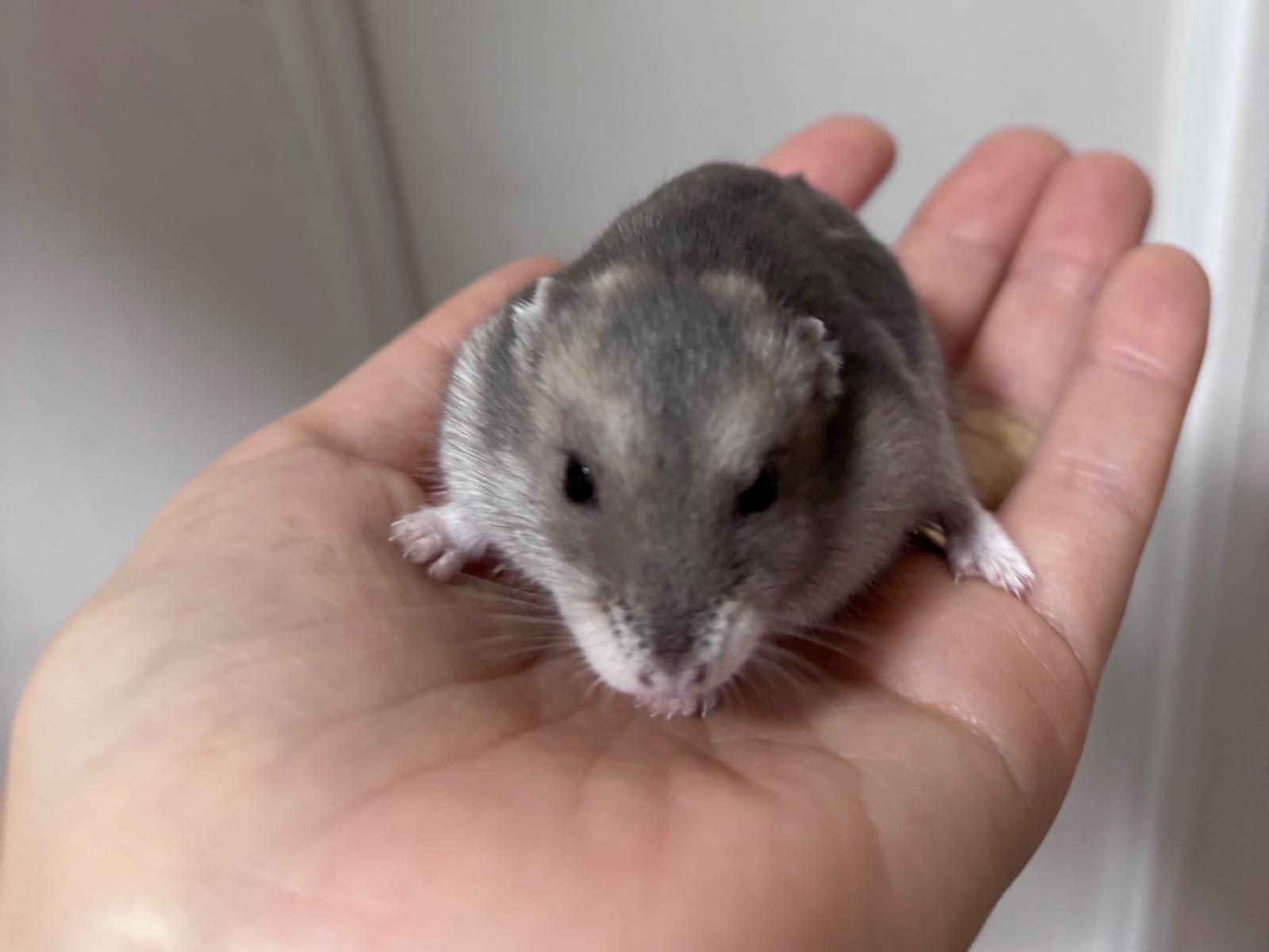 保護されたペット 保護されたペット