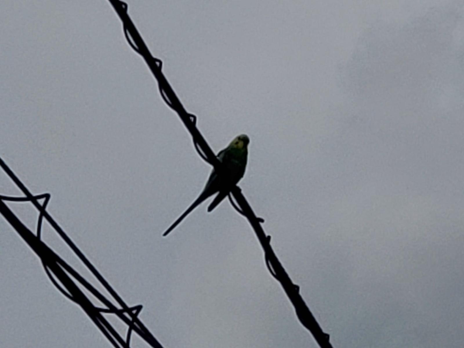 目撃された鳥 目撃された鳥