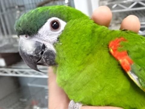 ハクちゃん ハクちゃん