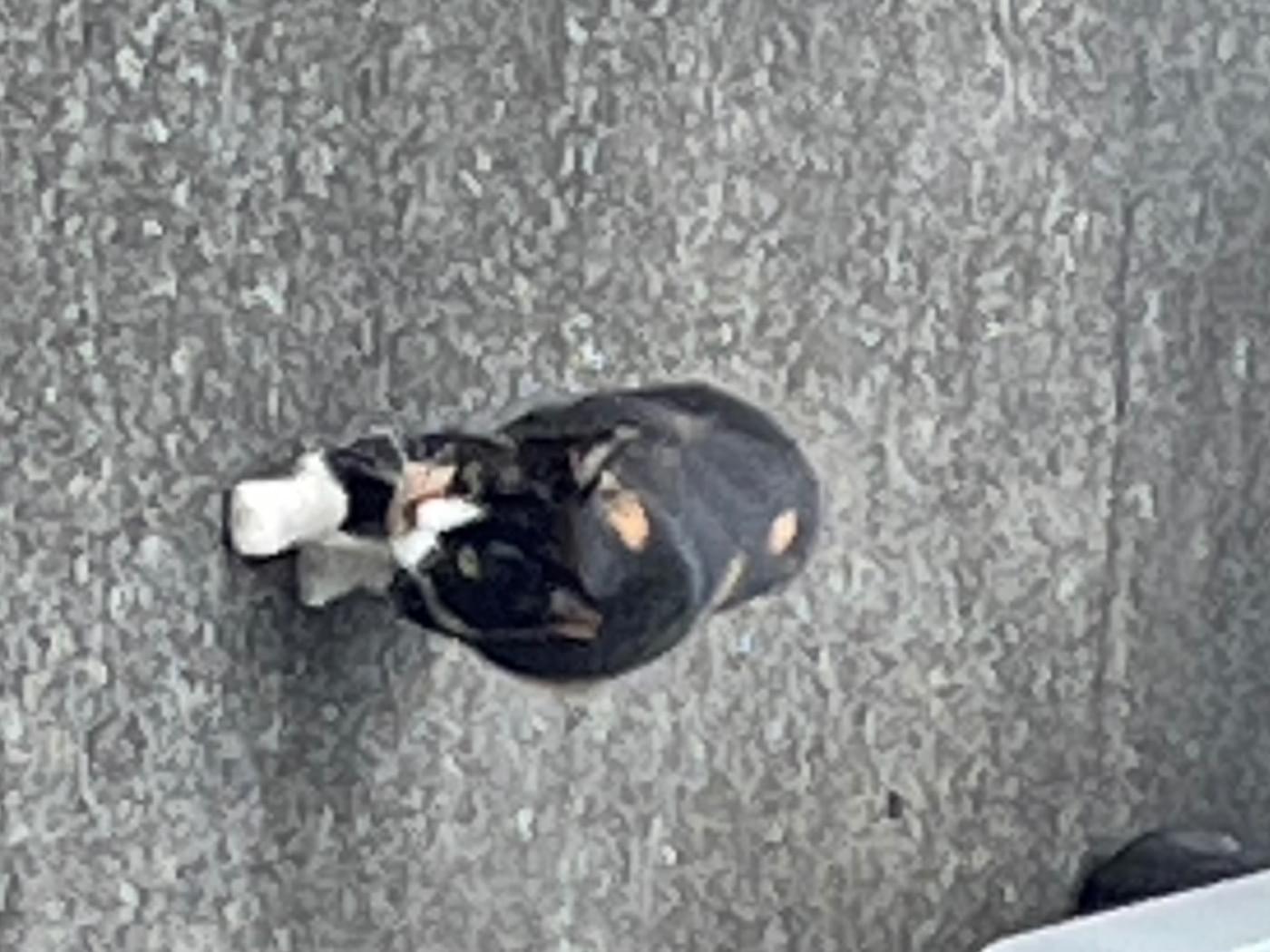 目撃された猫 目撃された猫