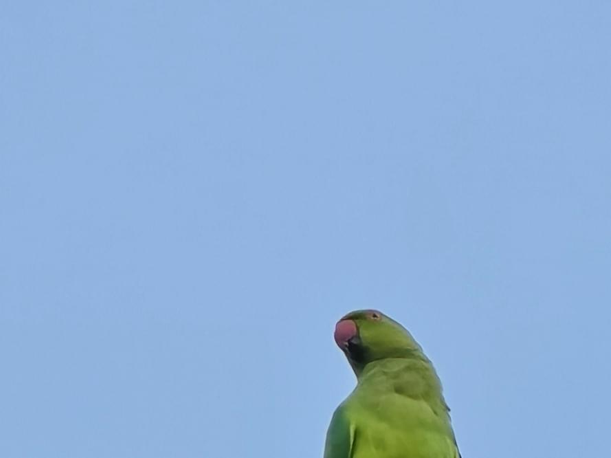 目撃された鳥 目撃された鳥
