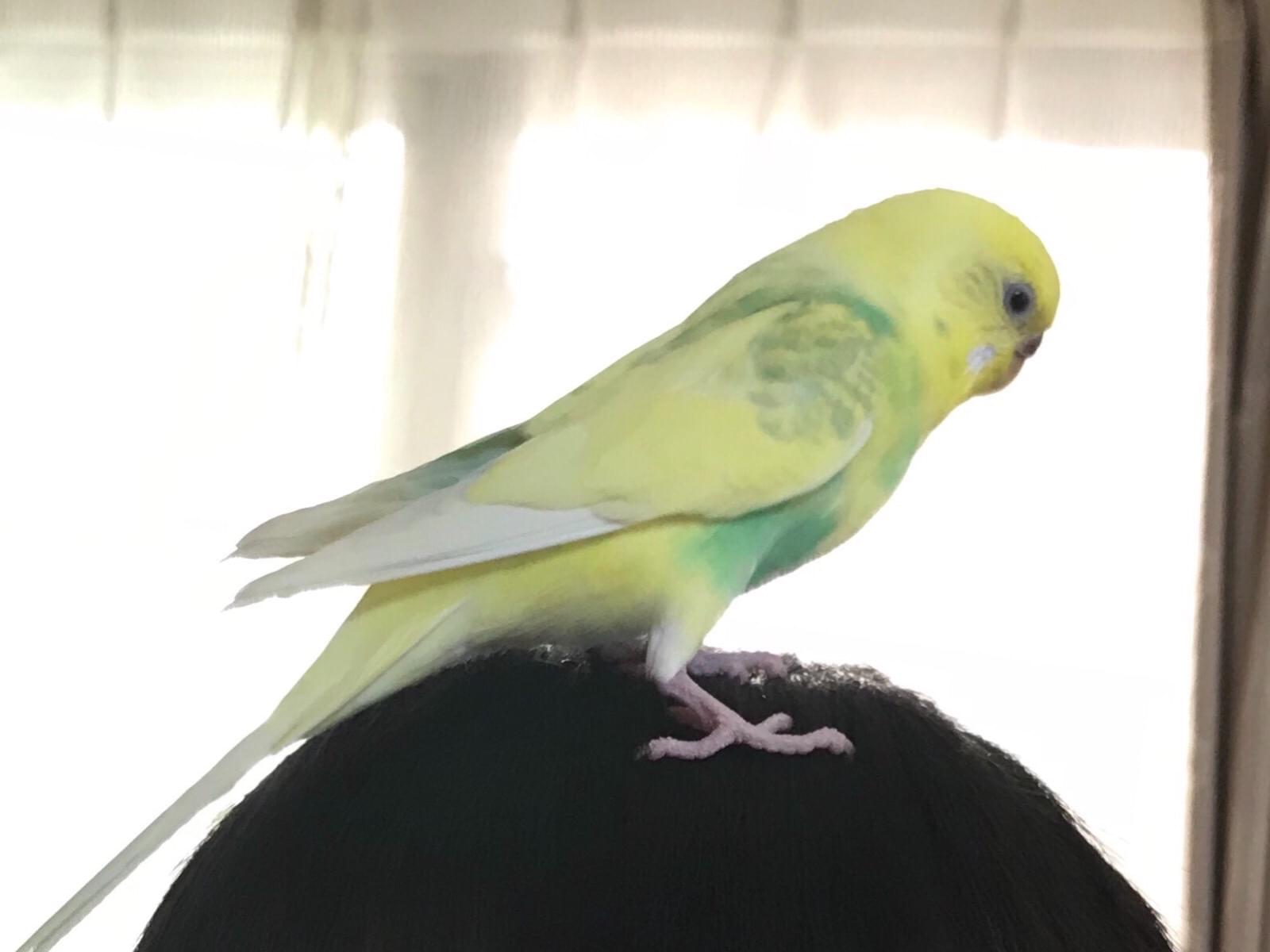 おうすけちゃん おうすけちゃん