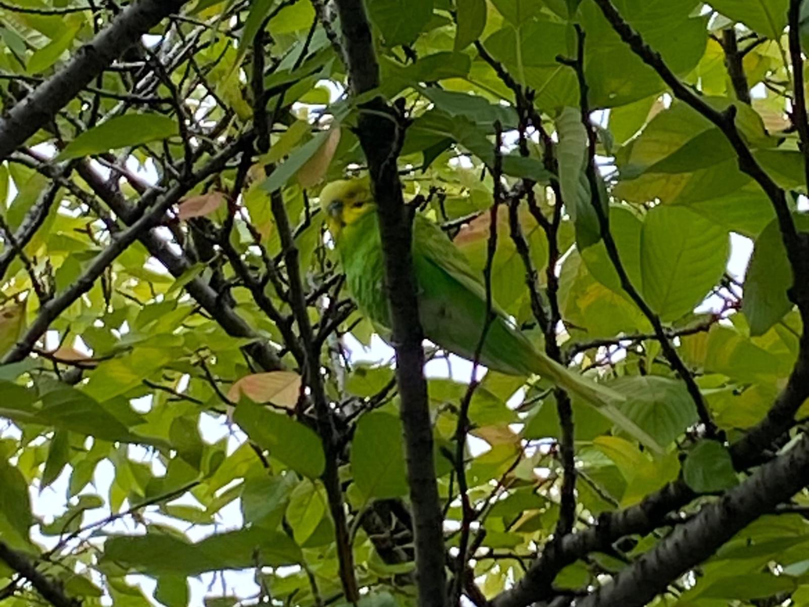 目撃された鳥 目撃された鳥