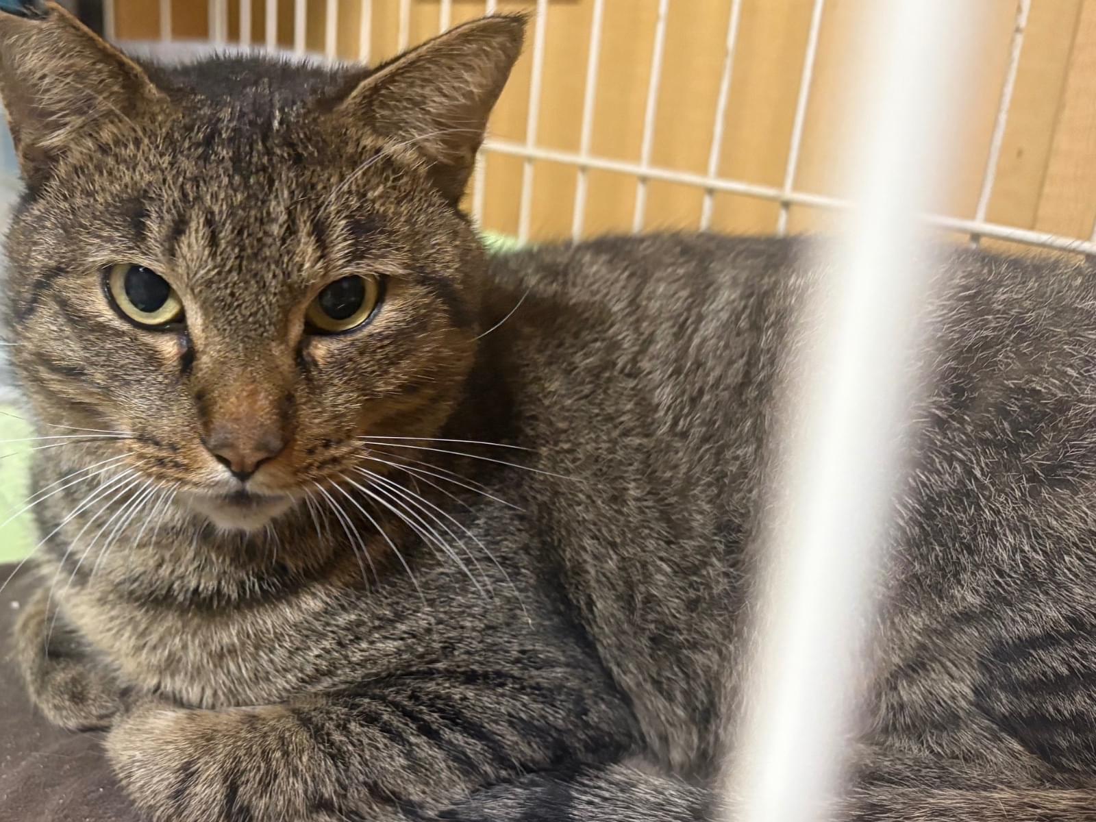 保護された猫 保護された猫