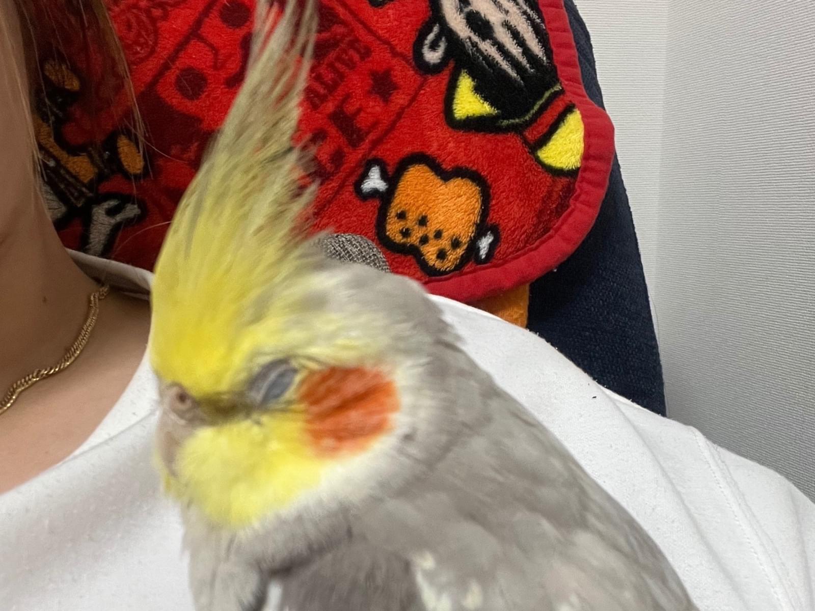 パルちゃん パルちゃん