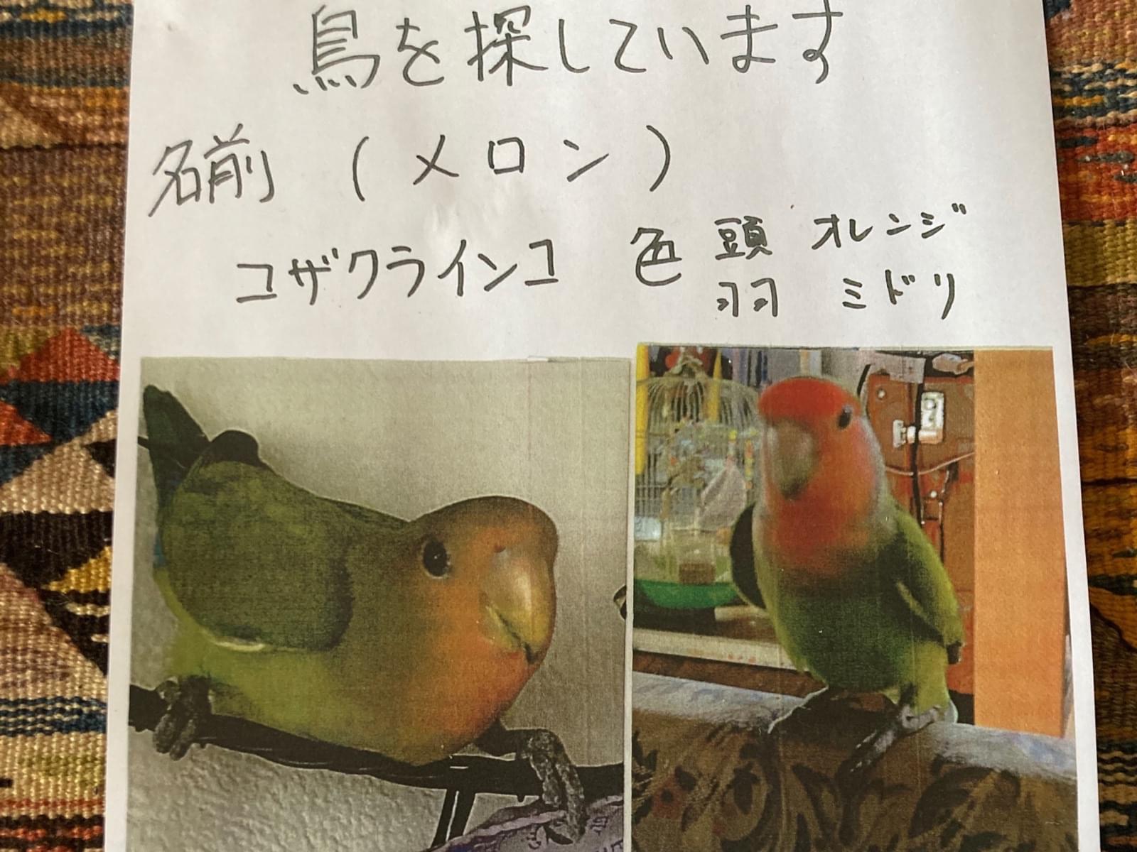 メロンちゃん メロンちゃん