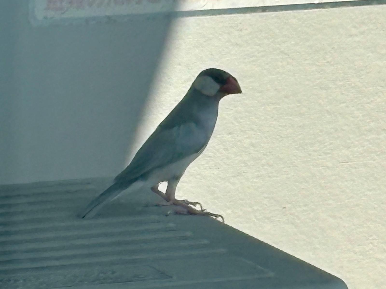 目撃された鳥