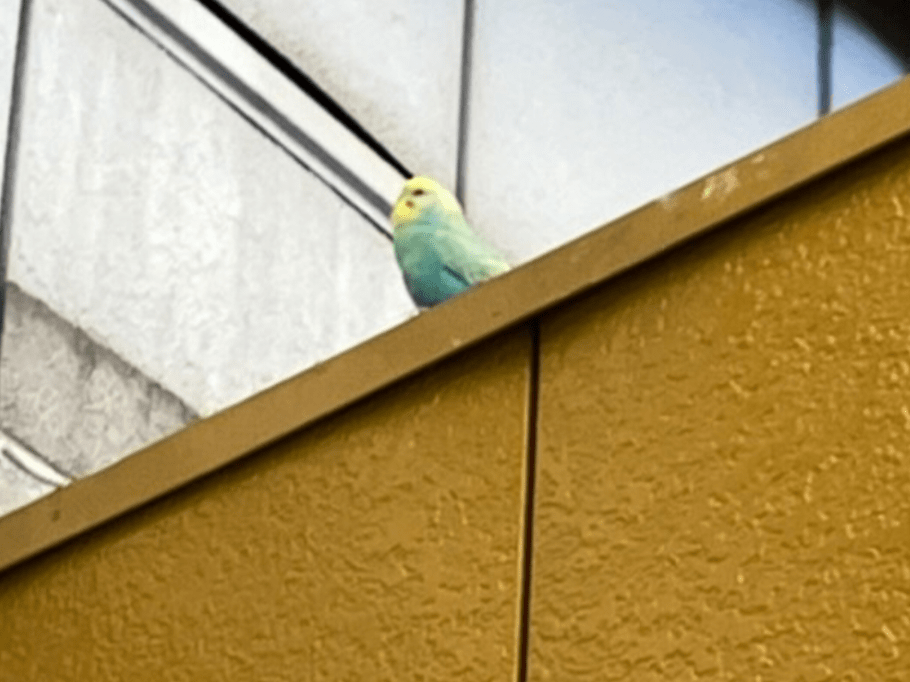 目撃された鳥 目撃された鳥