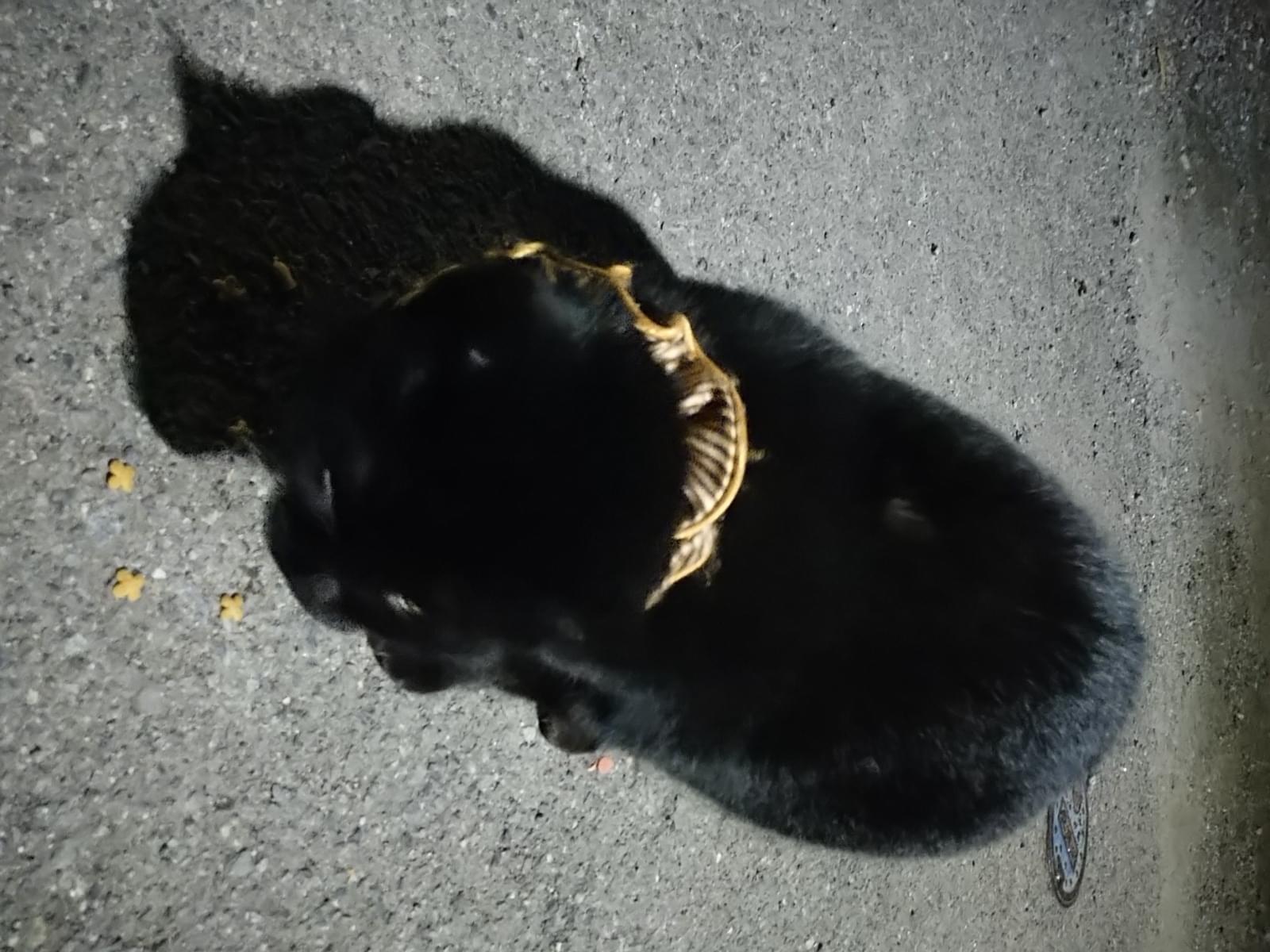 目撃された猫 目撃された猫