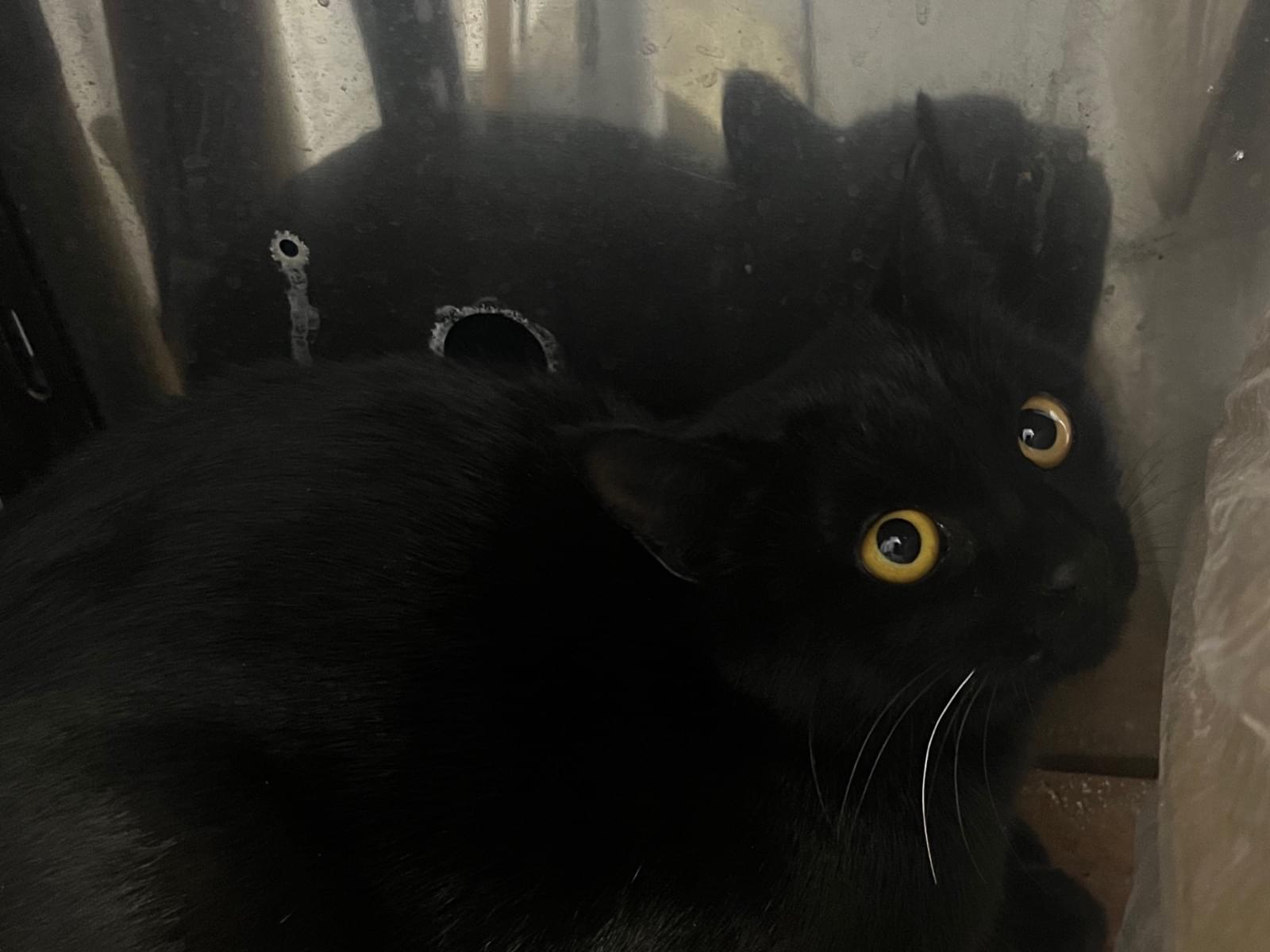 目撃された猫 目撃された猫