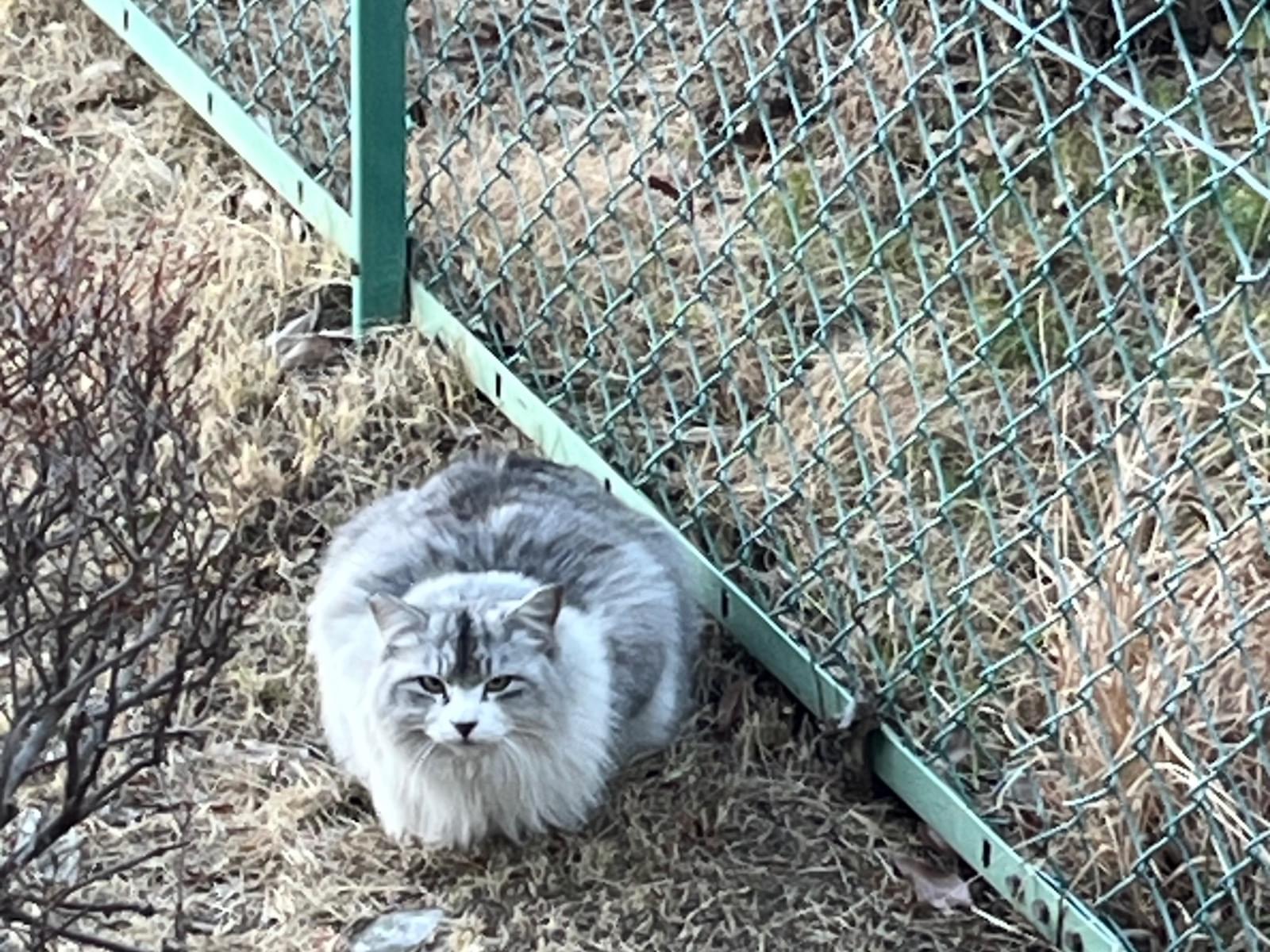 目撃された猫 目撃された猫