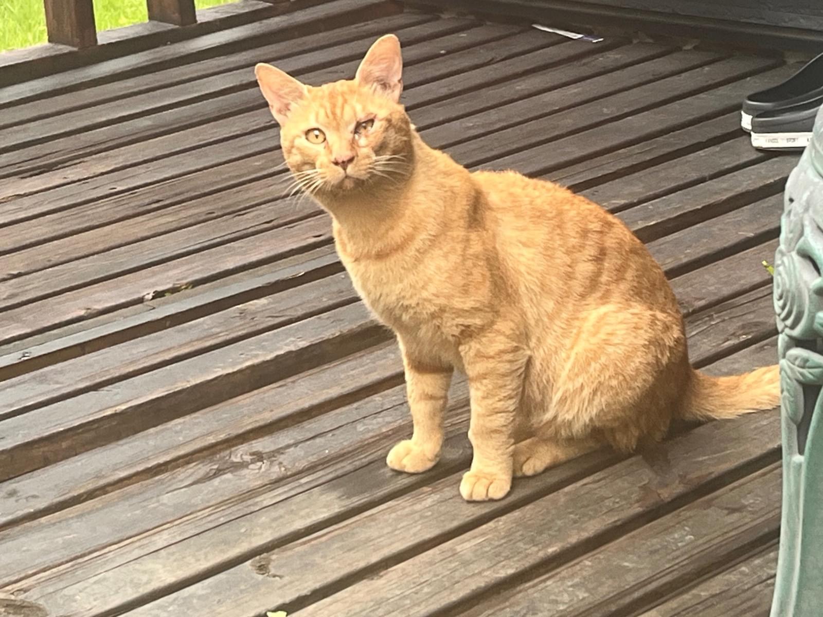 目撃された猫 目撃された猫
