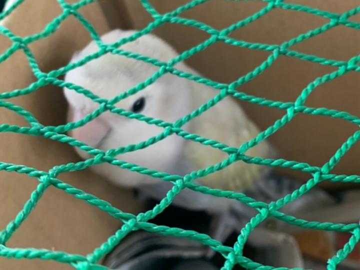 保護された鳥 保護された鳥