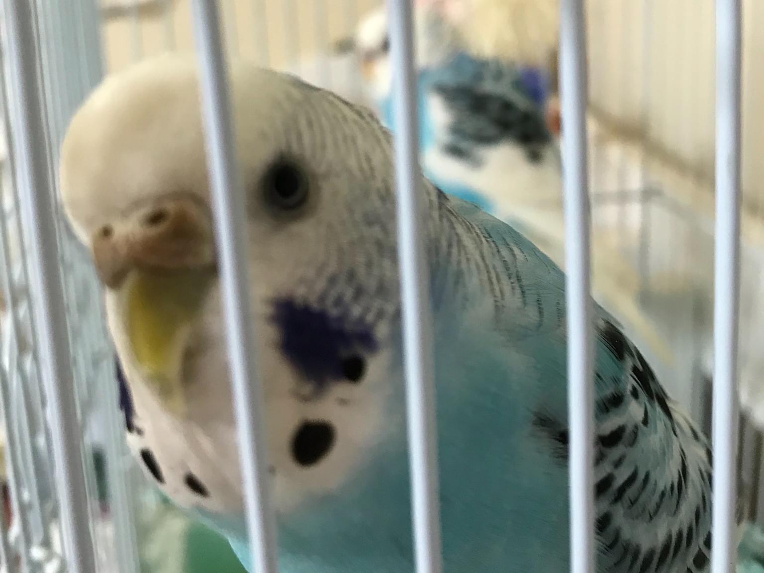 ポポちゃん ポポちゃん