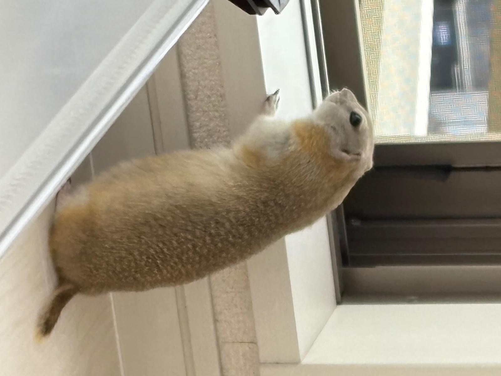 リチャードソンジリスちゃん