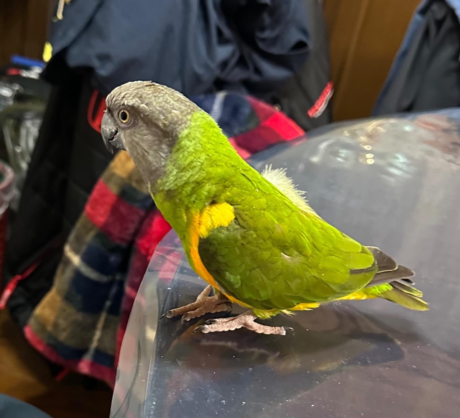 珍しい緑色の鳥、セネガルパロットを探しています。