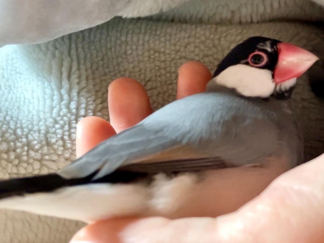 ぶんすけちゃん ぶんすけちゃん