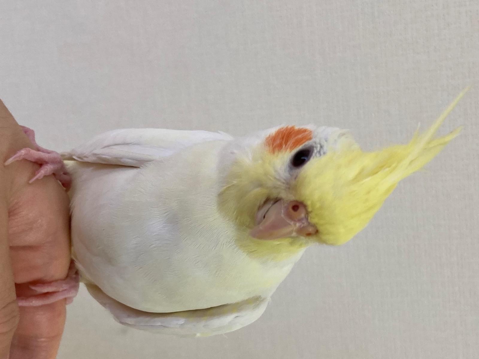 カメオちゃん カメオちゃん