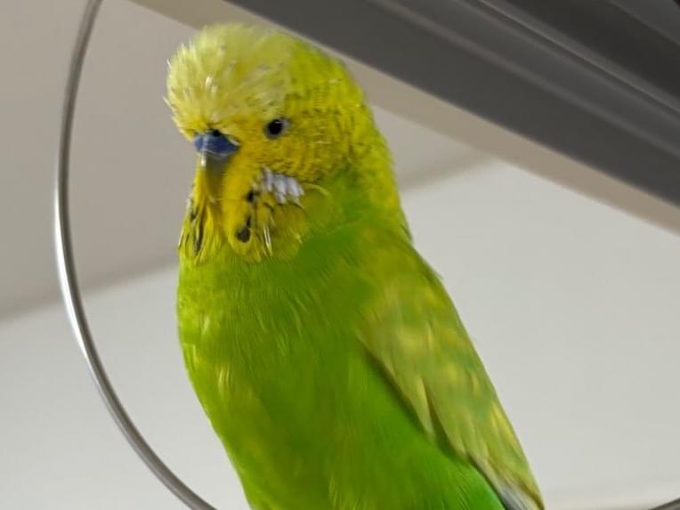 まろちゃん まろちゃん