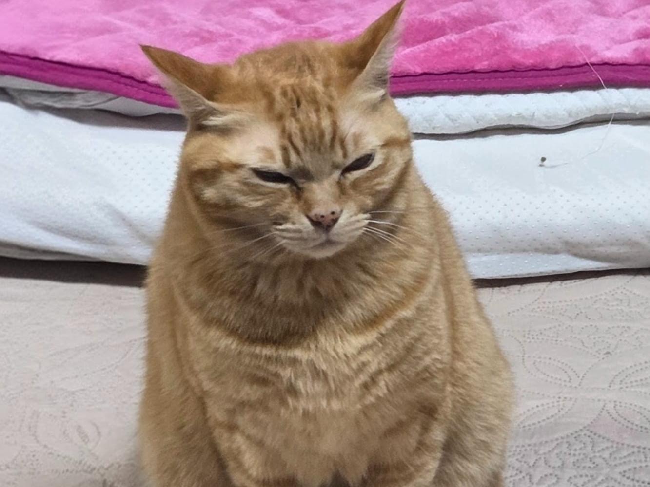 かんかんちゃん