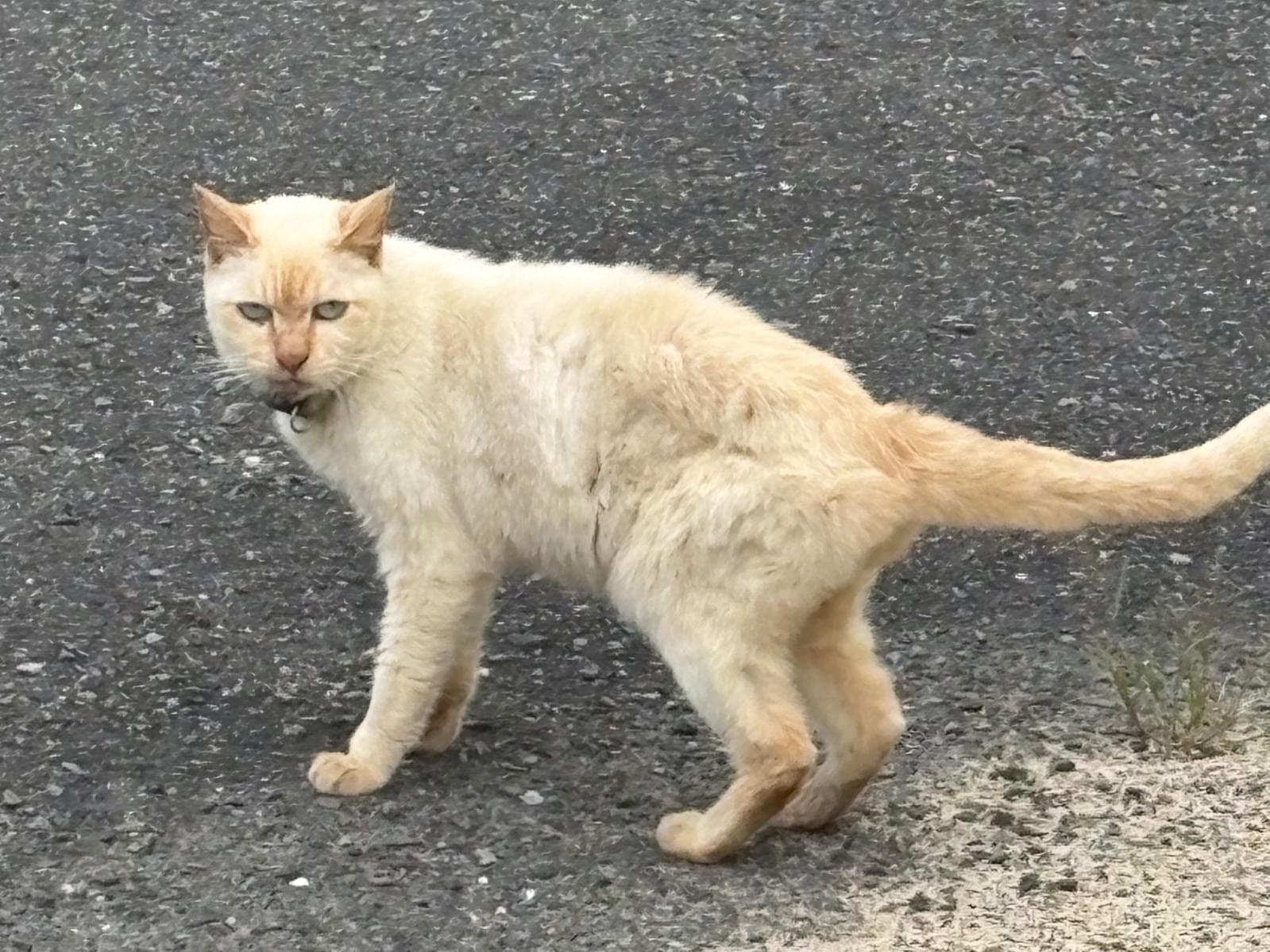 目撃された猫 目撃された猫